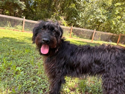 Photo of Miley May 26, adoptable Poodle (Miniature) in Pacolet, South Carolina