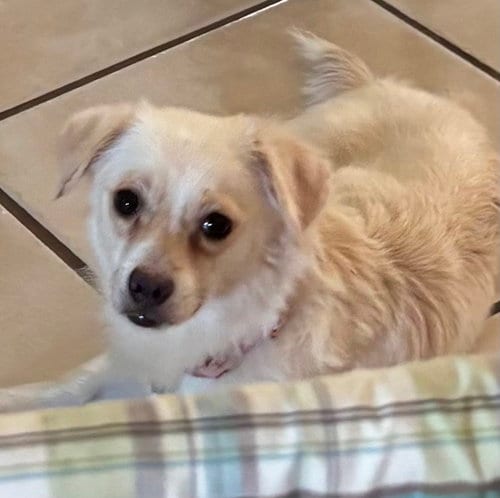 Photo of Tabitha, adoptable Chihuahua in Montgomery, Texas