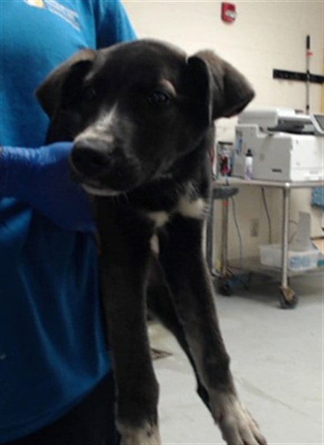 Photo of A434865, adoptable Labrador Retriever in Fayetteville, North Carolina