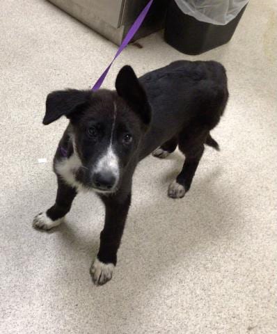 Photo of Lucas, adoptable German Shepherd Dog in Riverside, California
