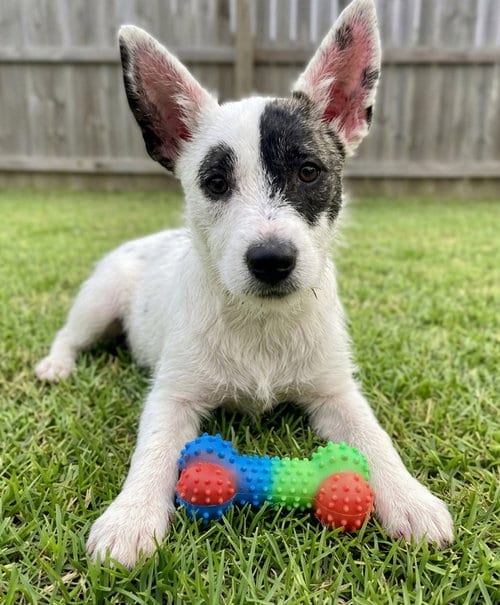 Photo of Tula, adoptable Jack Russell Terrier in Grovertown, Indiana