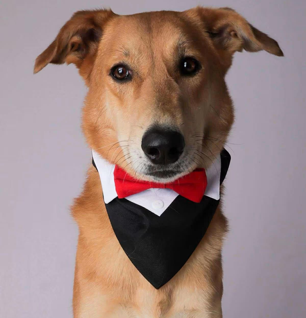 Photo of Cole, adoptable Saluki Retriever (Unknown Type) in Round Hill, Virginia