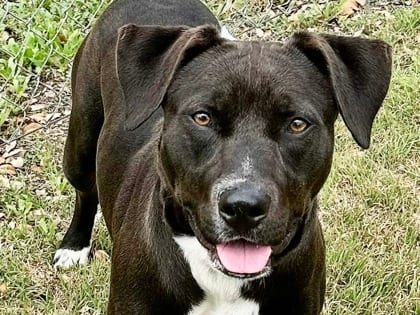 Photo of Bentley, adoptable dog in Georgetown, Texas