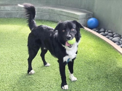 Photo of Kommander, adoptable Border Collie in Van Nuys, California