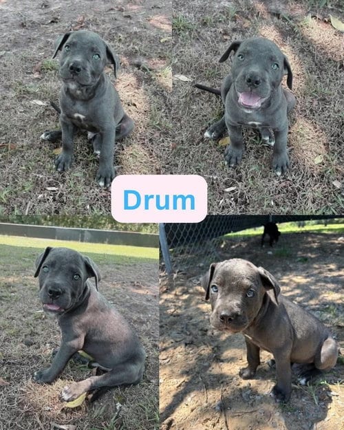 Photo of Drum (corso crew 2026), adoptable Pit Bull Terrier in Wenonah, New Jersey