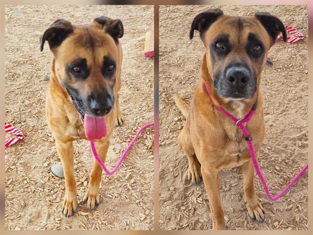Photo of Nacho, adoptable Rhodesian Ridgeback mix in Albuquerque, New Mexico