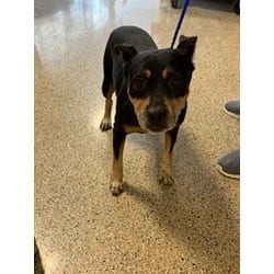 Photo of Dana, adoptable Terrier (Unknown Type, Medium) in Doral, Florida