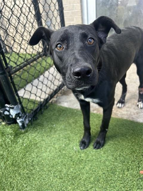 Photo of Val, adoptable Mixed Breed
