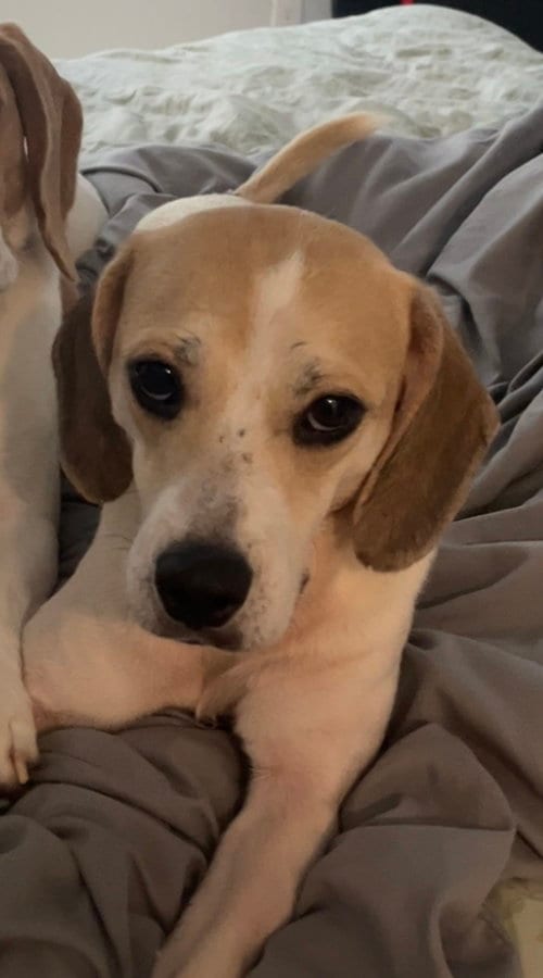 Photo of Chloe Grace, adoptable Beagle in Tampa, Florida