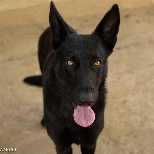 Photo of Felix, adoptable German Shepherd Dog in Sacramento, California