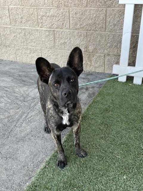Photo of Willy, adoptable Pit Bull Terrier in Modesto, California
