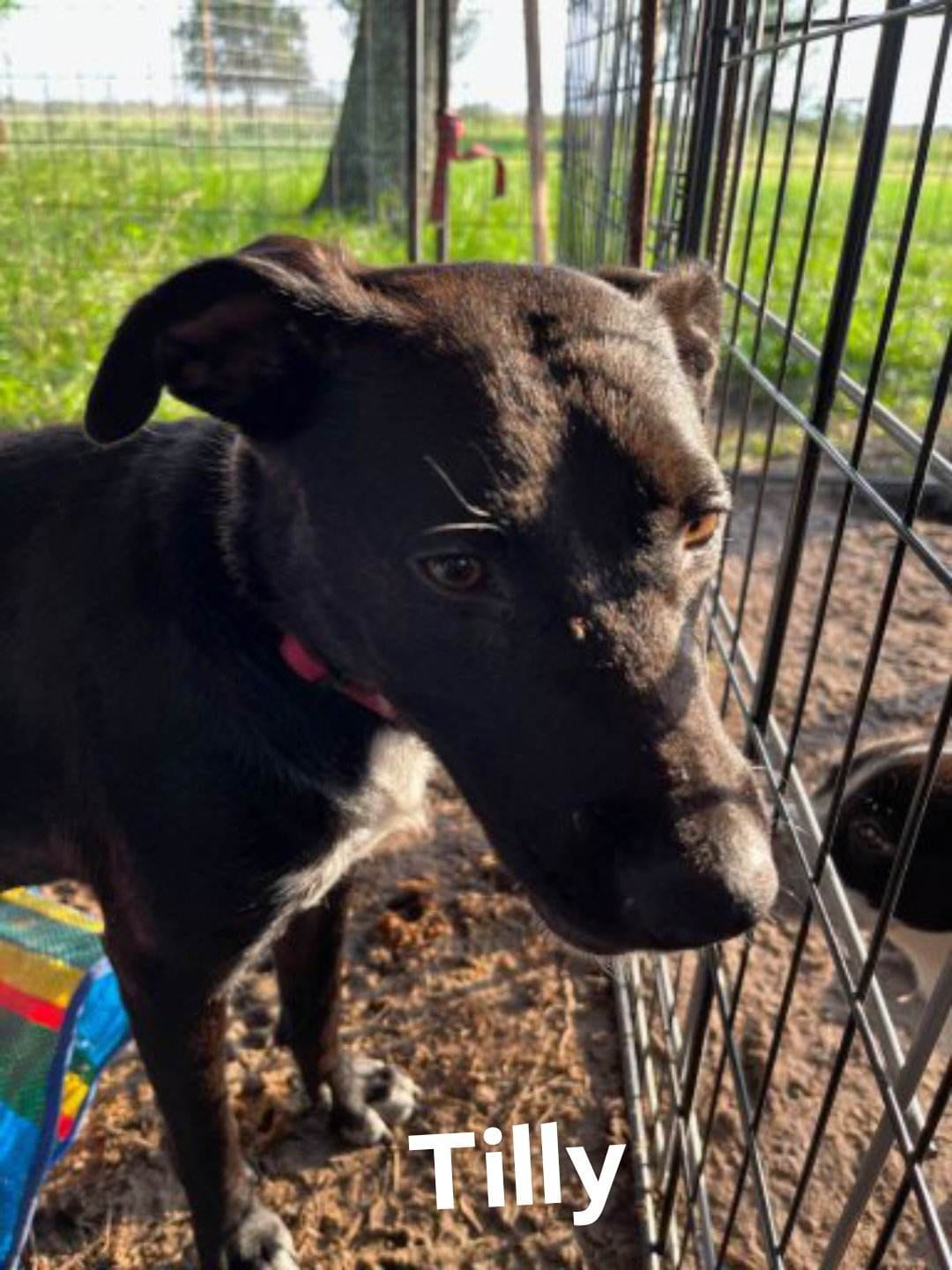 Photo of Tilly, adoptable Labrador Retriever in Kempner, Texas