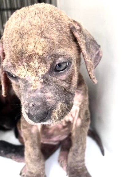 Photo of A660065, adoptable Labrador Retriever in Houston, Texas