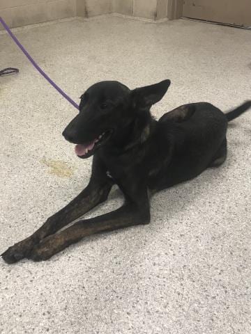 Photo of A432551, adoptable German Shepherd Dog in Conroe, Texas