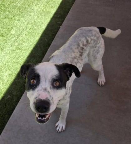 Photo of Bobby, adoptable dog in Farmington, New Mexico