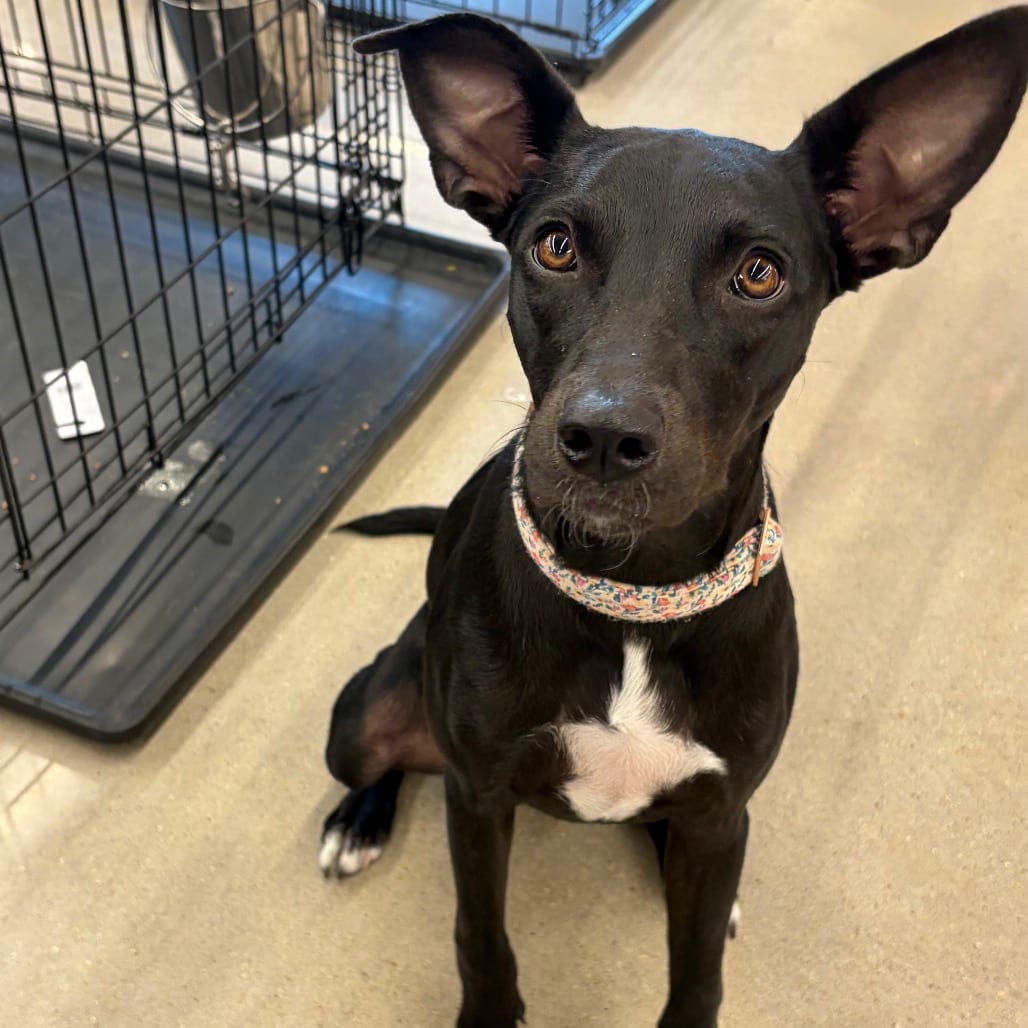 Photo of Lady 26-06-178, adoptable Mixed Breed (Medium) in Bastrop, Texas