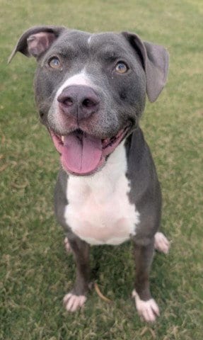 Photo of Bella, adoptable Pit Bull Terrier in Redlands, California