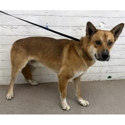 Photo of Chris, adoptable German Shepherd Dog Akita in San Bernardino, California