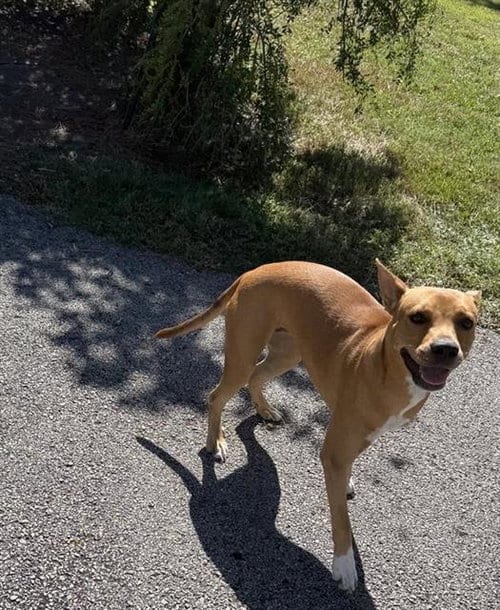 Photo of A663775, adoptable Staffordshire Bull Terrier in Houston, Texas
