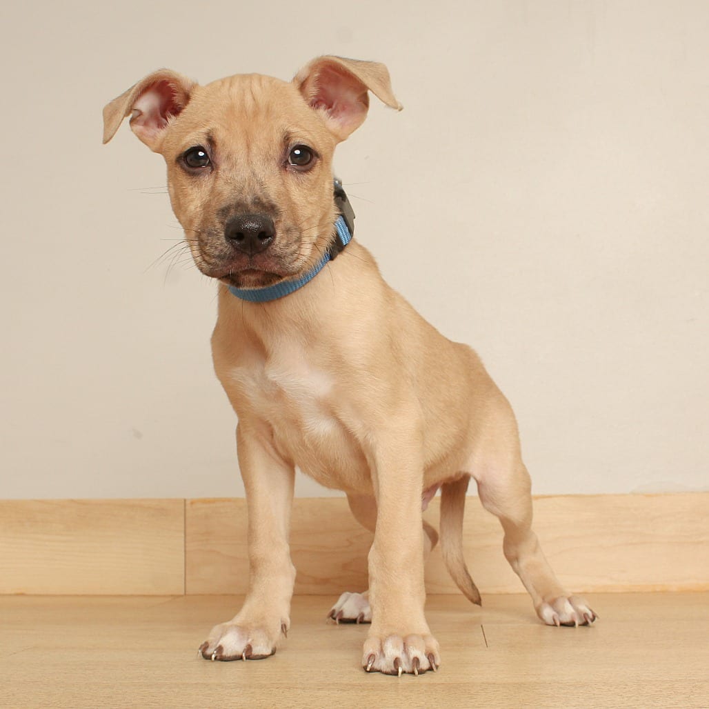 Photo of Honeycrisp D71154, adoptable Terrier, American Pit Bull / Shepherd in Minnesota, Minnesota