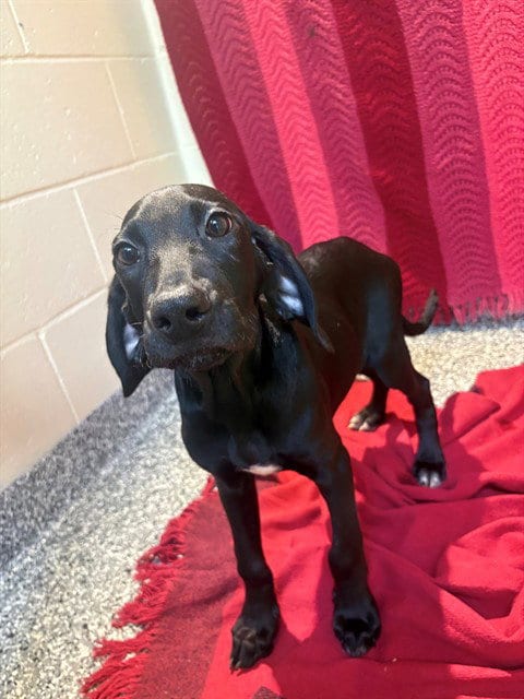 Photo of Duke, adoptable Labrador Retriever in Brewster, Massachusetts