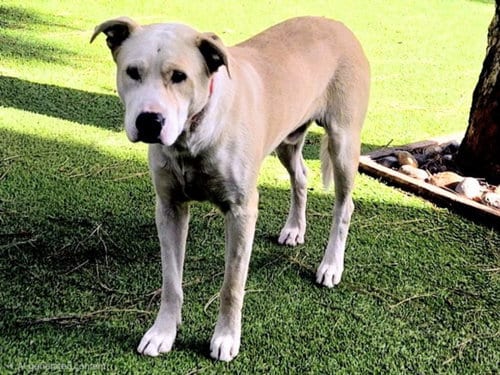 Photo of Wayne, adoptable Labrador Retriever in Van Nuys, California
