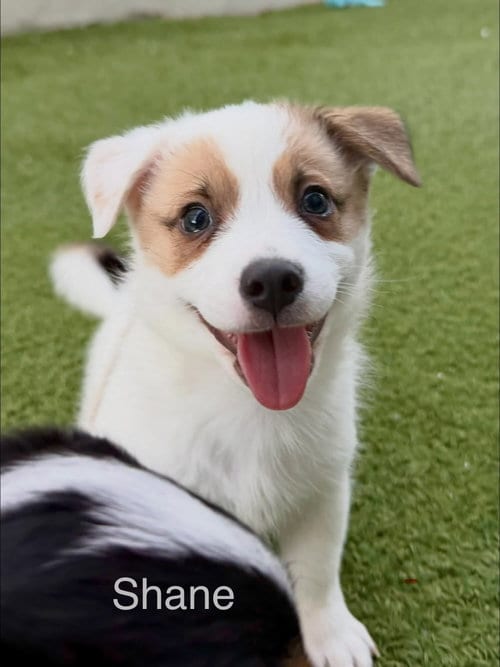 Photo of Shane, adoptable Jack Russell Terrier in Cave Creek, Arizona