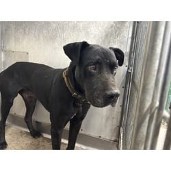 Photo of Ffokcab, adoptable Great Dane in San Bernardino, California
