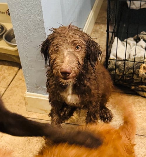 Photo of Pacey, adoptable Poodle (unknown type) in Claremore, Oklahoma
