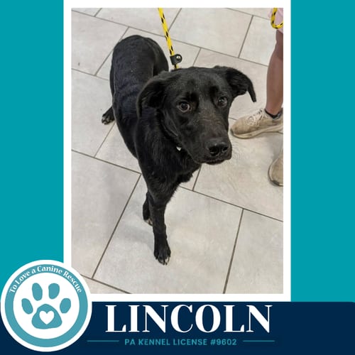 Photo of Lincoln (The L Train) 100326, adoptable Labrador Retriever in Kimberton, Pennsylvania