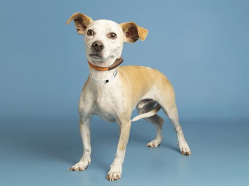 Photo of Teddy, adoptable Chihuahua in Phoenix, Arizona