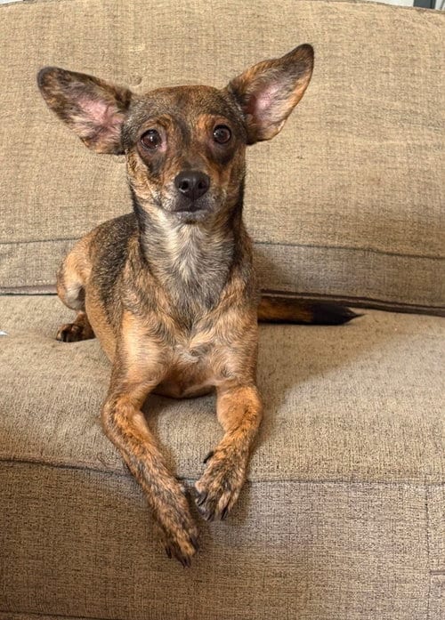Photo of Princess, adoptable Chihuahua in Visalia, California