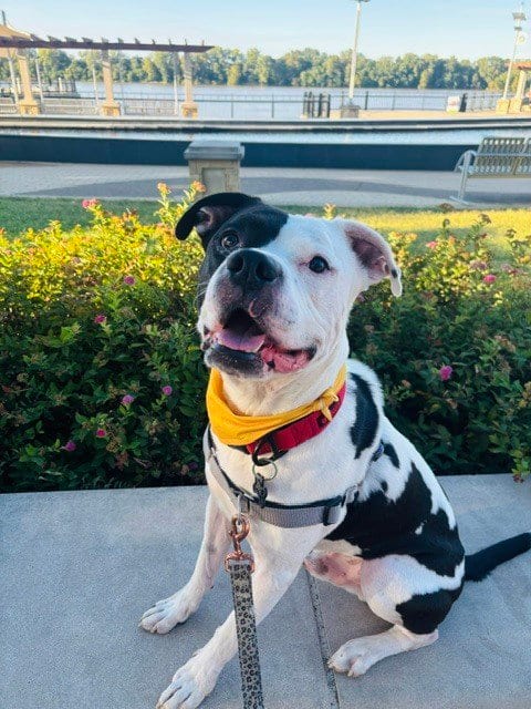 Photo of Max, adoptable Pit Bull Terrier in Evansville, Indiana
