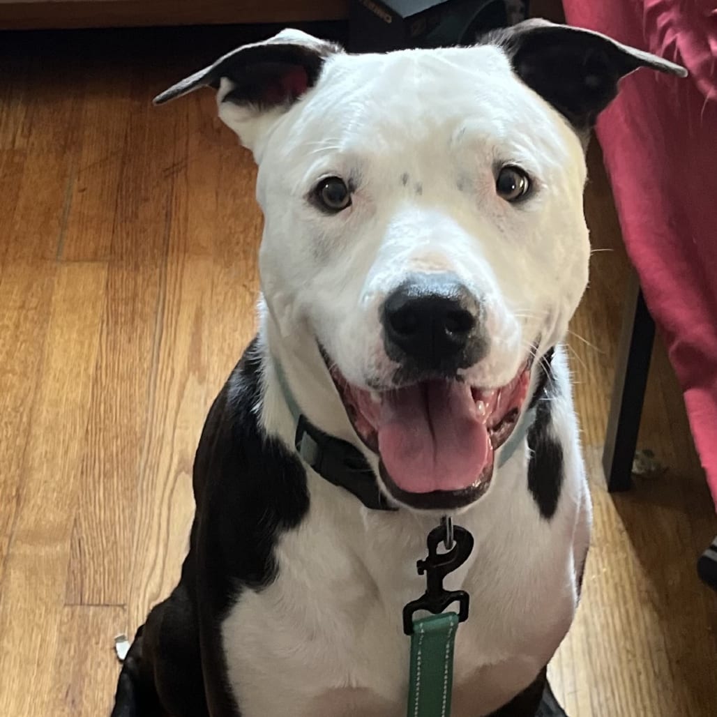 Photo of Doug Dill (Spice pup), adoptable Mixed Breed (Medium) in St. Louis, Missouri
