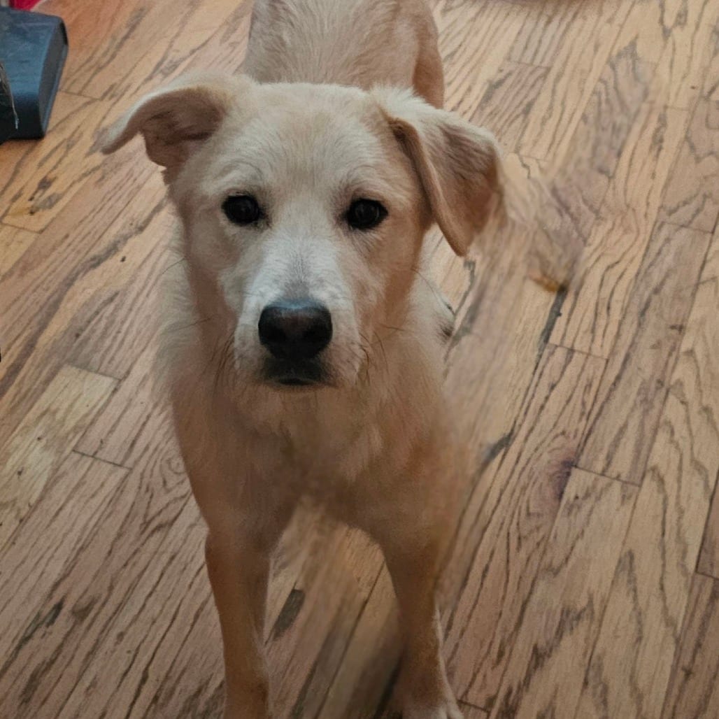 Photo of Opie, adoptable Retriever, Yellow Labrador in Mount Vernon, Arkansas