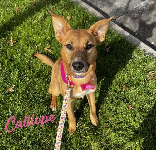 Photo of Calliope #miss-congeniality, adoptable Australian Kelpie in HOUSTON, Texas