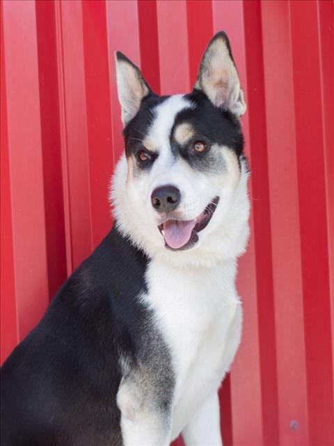 Photo of Leon, adoptable Border Collie in Tracy, California