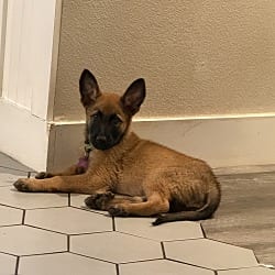 Photo of Angel- Located in California, adoptable Belgian Malinois in Imlay City, Michigan