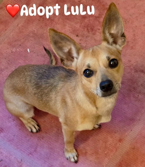 Photo of Lulu, adoptable Chihuahua in Bolivia, North Carolina