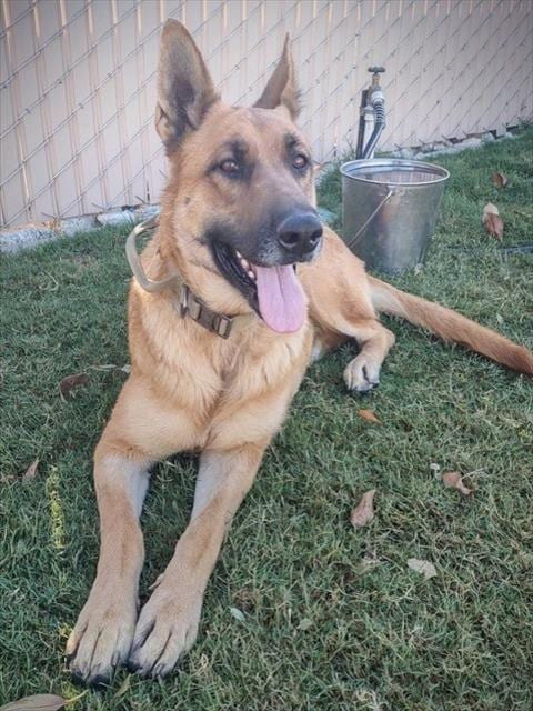 Photo of Dina, adoptable German Shepherd Dog in Redlands, California