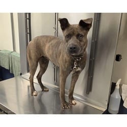 Photo of Kelly, adoptable Terrier (Unknown Type, Medium) in Doral, Florida