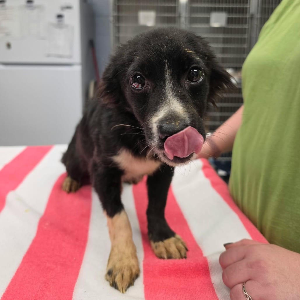 Photo of Oracle, adoptable Chihuahua, Long Coat / Mix in Martinsville, Virginia