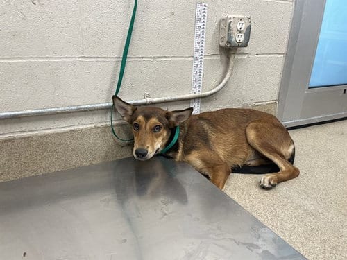 Photo of Cronut, adoptable German Shepherd Dog in Grand Prairie, Texas