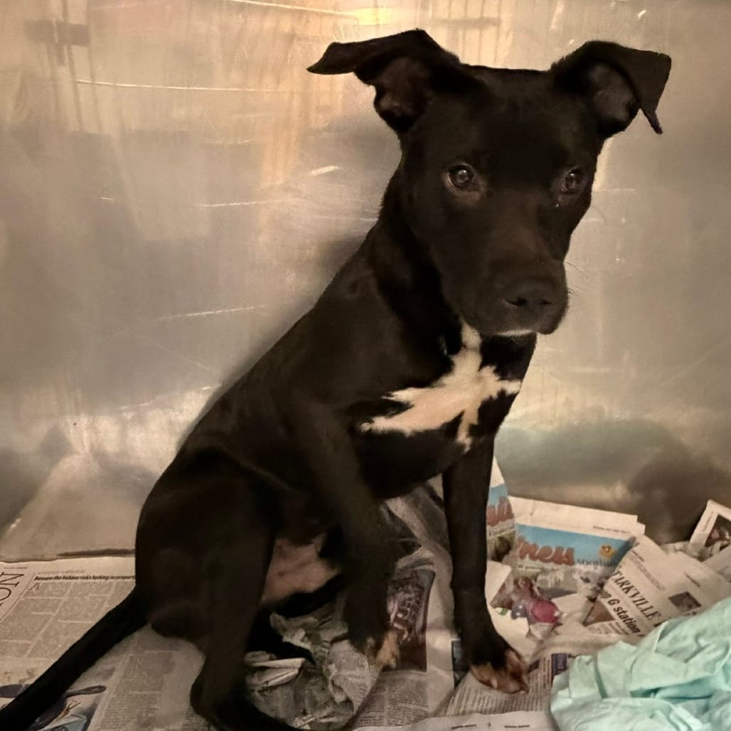 Photo of Hawk - 071002U, adoptable Retriever, Labrador / Mix in Tupelo, Mississippi