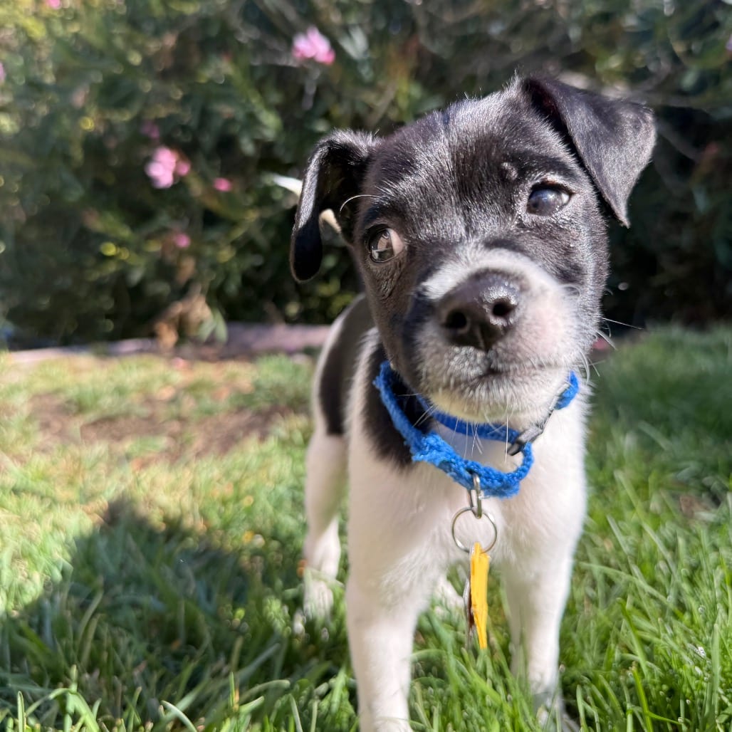 Photo of Theodore, adoptable Mixed Breed (Small) in San Francisco, California