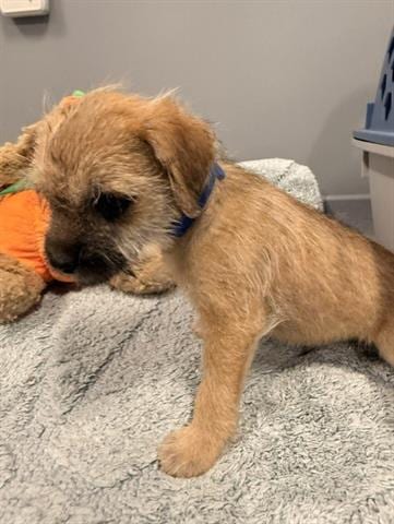Photo of Brandy, adoptable Terrier in San Martin, California