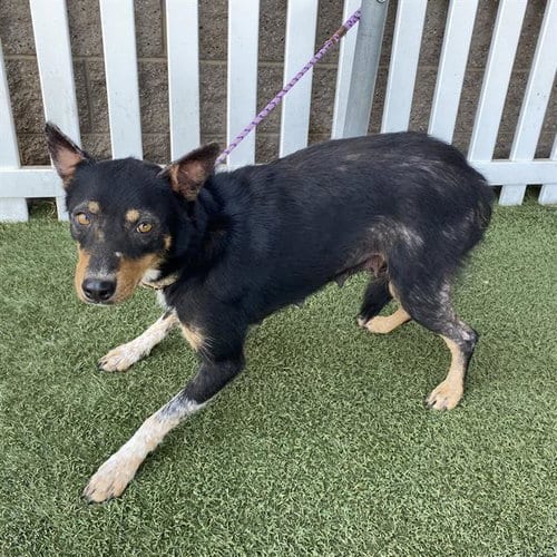 Photo of A614712, adoptable Australian Cattle Dog/Blue Heeler in Modesto, California