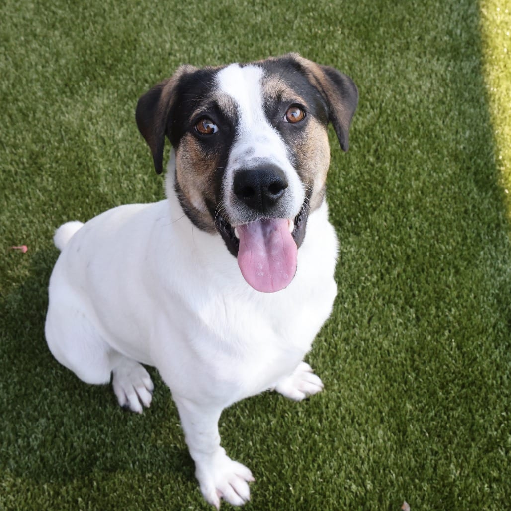 Photo of Ross, adoptable Mixed Breed (Medium) in Spartanburg, South Carolina