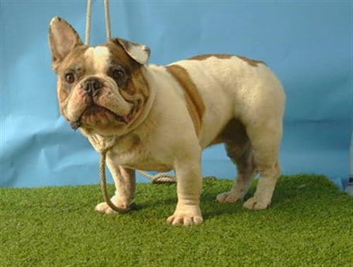 Photo of A5803030, adoptable English Bulldog in Gardena, California