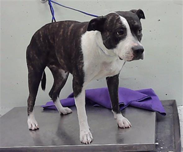 Photo of Larisa, adoptable Staffordshire Bull Terrier mix in Houston, Texas